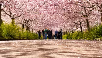 People walking under a canopy of pink cherry blossom trees lining a pathway. The ground is covered with fallen petals, and lush green bushes line the path, creating a serene and picturesque scene.